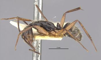 Media type: image;   Entomology 21474 Aspect: habitus lateral view
